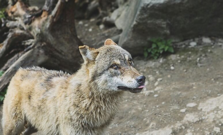 alpha stream dynamics overview