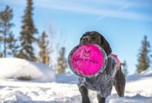 stellar beam hyper node