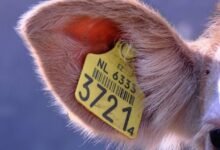 phone numbers to identify owners