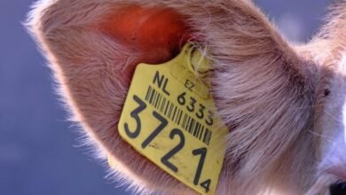 phone numbers to identify owners