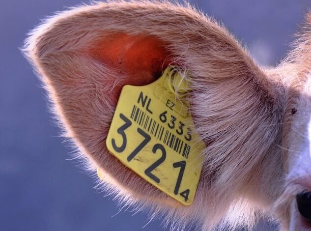 phone numbers to identify owners
